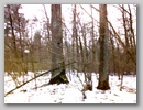 Лесной ураган. / Forest storm. January, 2007.