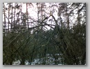 Лесной ураган. / Forest storm. January, 2007.