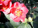 Киевский Ботсад. Оранжерея цветов. / Kiev Botsad. Orangery of flowers.  03-2011.