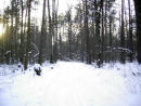 Киев. Зимний лес. Парк Виноградарь. 2011.  /  Kiev. Winter forest. Vinogradar park.