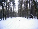 Киев. Зимний лес. Парк Виноградарь. 2011.  /  Kiev. Winter forest. Vinogradar park.