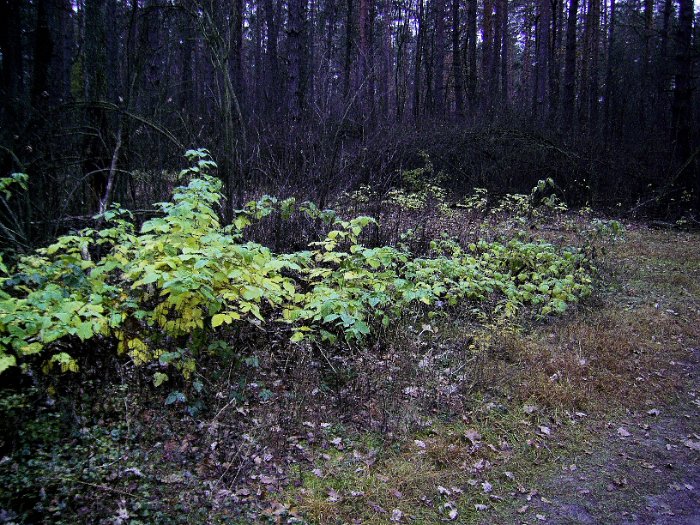 PIC_0054