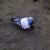 PIC_0105