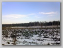 Лесной ураган. / Forest storm. January, 2007.