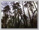 Лесной ураган. / Forest storm. January, 2007.