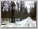 Лесной ураган. / Forest storm. January, 2007.