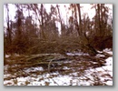 Лесной ураган. / Forest storm. January, 2007.