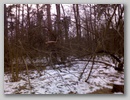 Лесной ураган. / Forest storm. January, 2007.