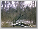 Лесной ураган. / Forest storm. January, 2007.