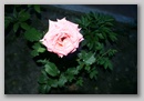 Фотографии природы. Лето 2009 / Nature photos. Summer  2009.