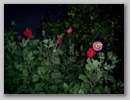 Фотографии природы. Лето 2009 / Nature photos. Summer  2009.