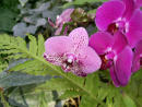 Киевский Ботсад. Оранжерея цветов. / Kiev Botsad. Orangery of flowers.  03-2011.